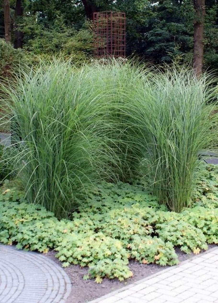 Panicum virgatum Heavy Metal