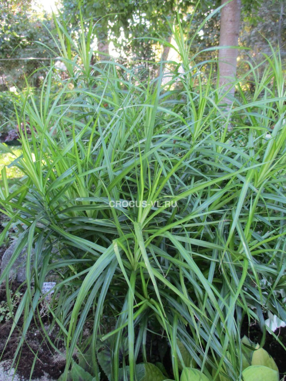 Осока пальмолистная Carex muskingumensis