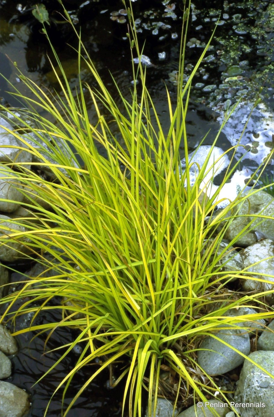 Осока пальмолистная Aurea