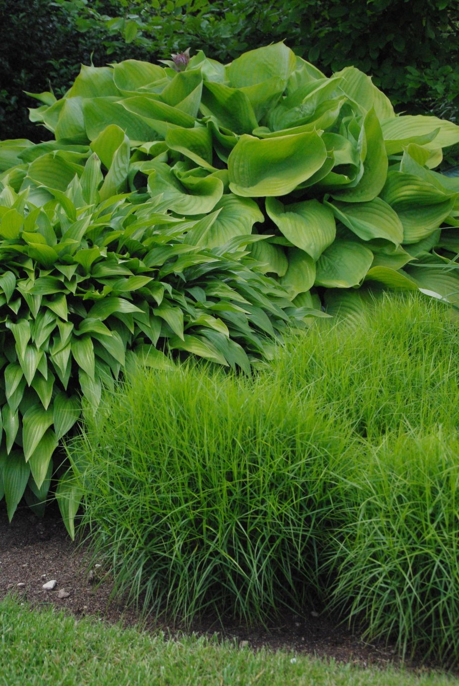 Осока пальмолистная Carex muskingumensis