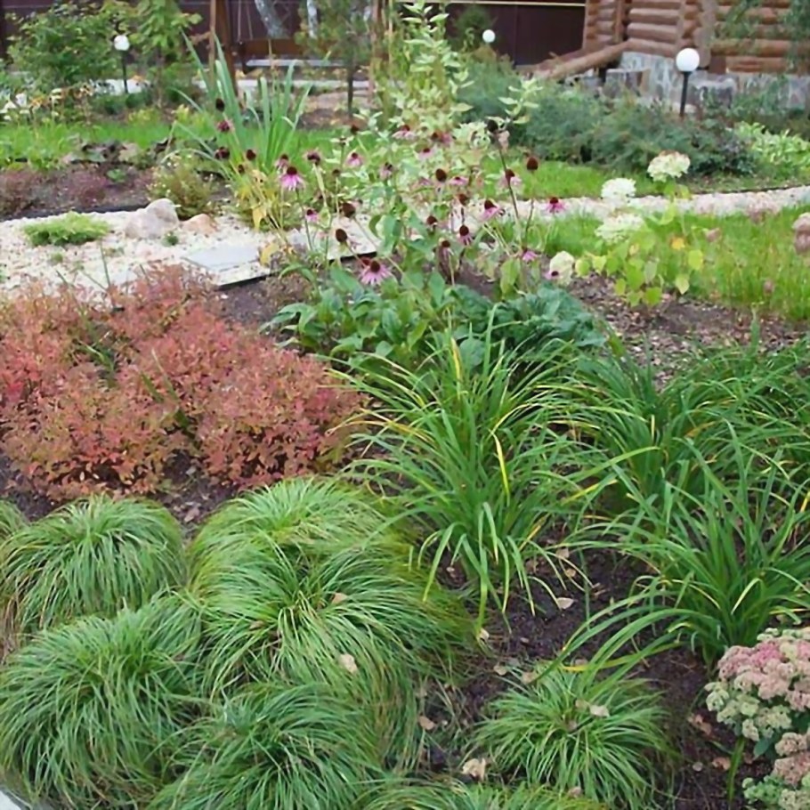 Осока пальмолистная в ландшафтном