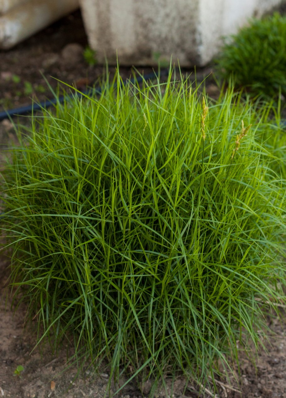 Осока пальмовая