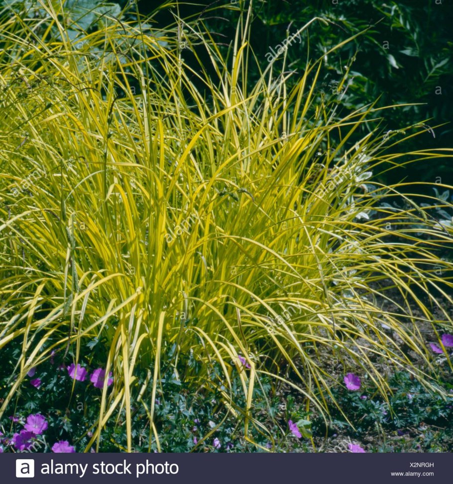 Осока высокая Aurea