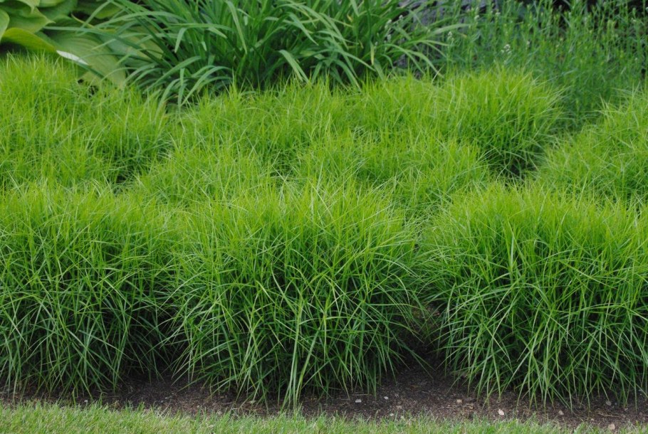 Осока пальмолистная Carex muskingumensis