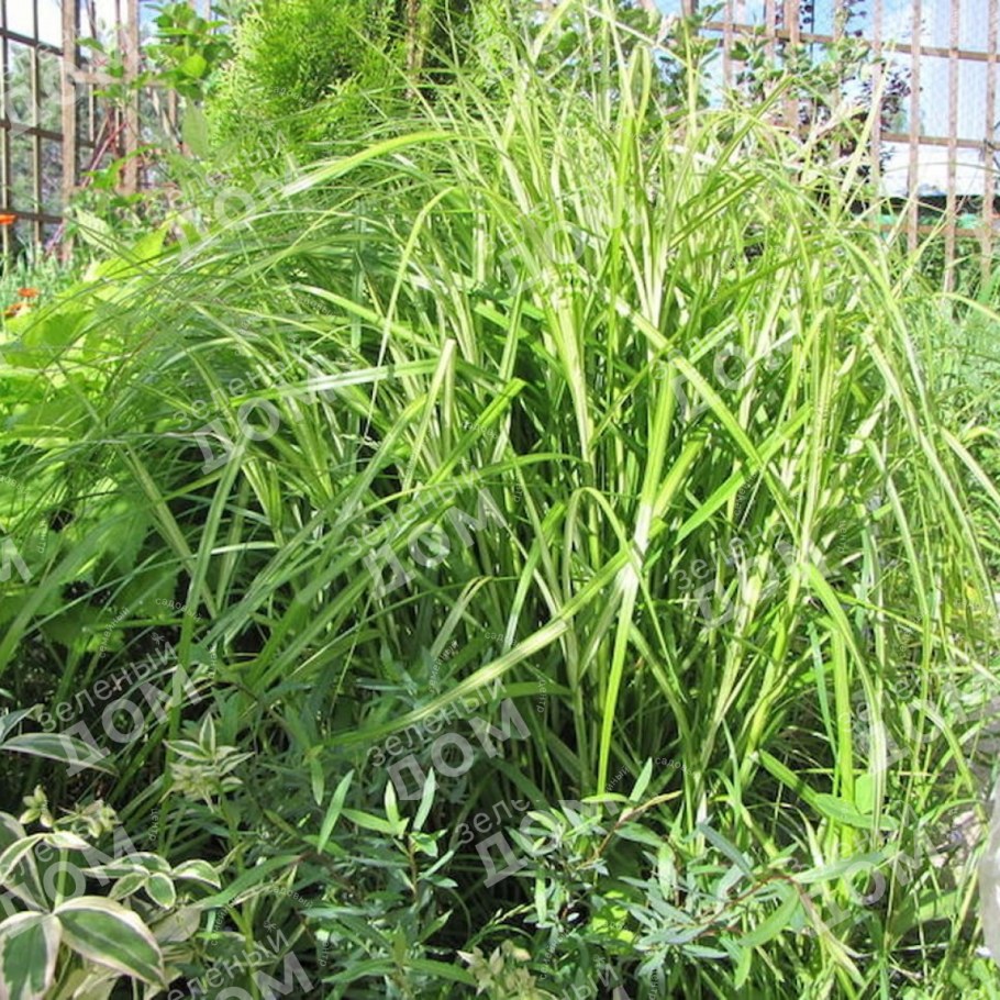 Осока пальмолистная little Midge