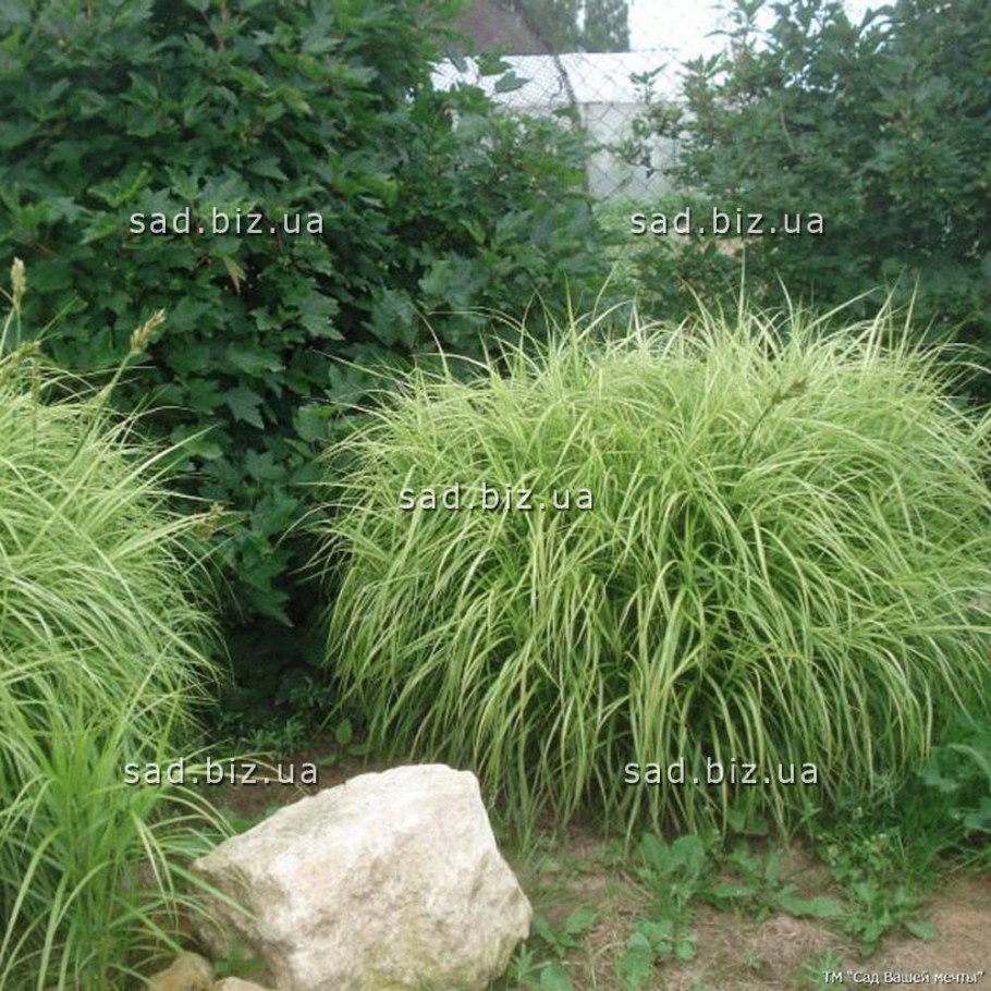 Осока мускингуменская