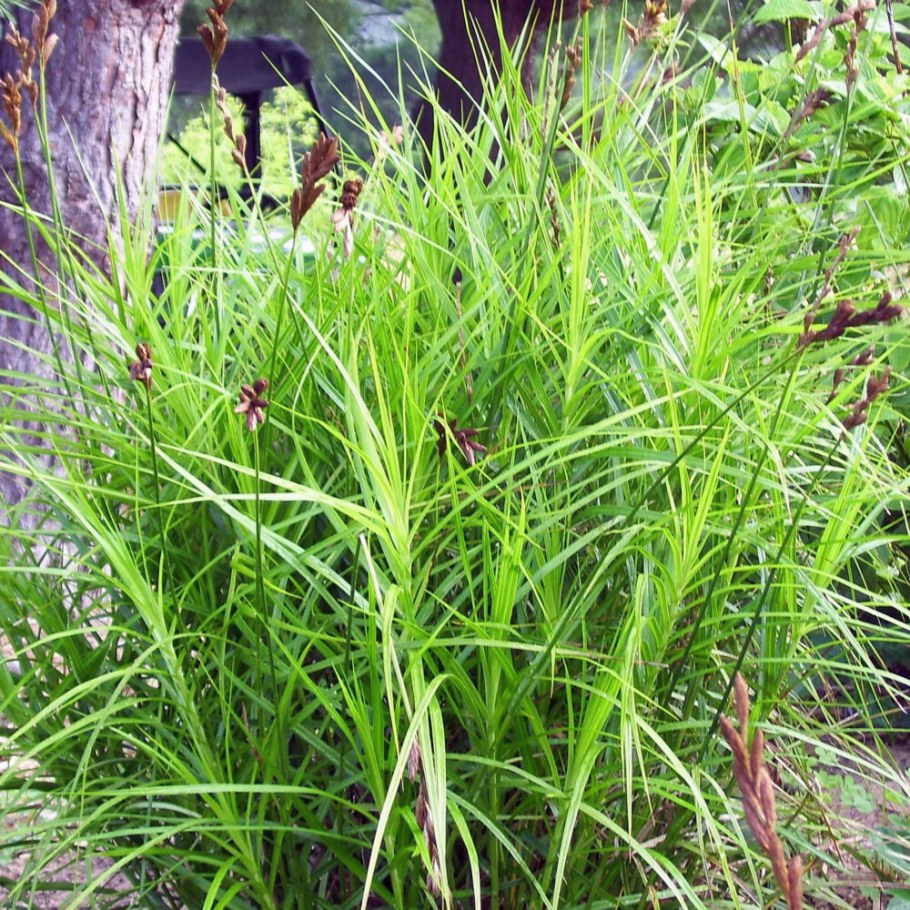 Осока Carex muskingumensis