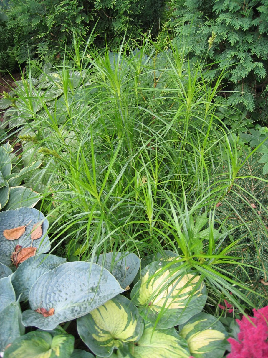 Осока пальмолистная Ната