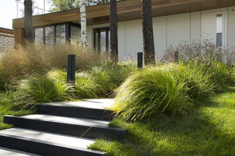 Осока гладконосая