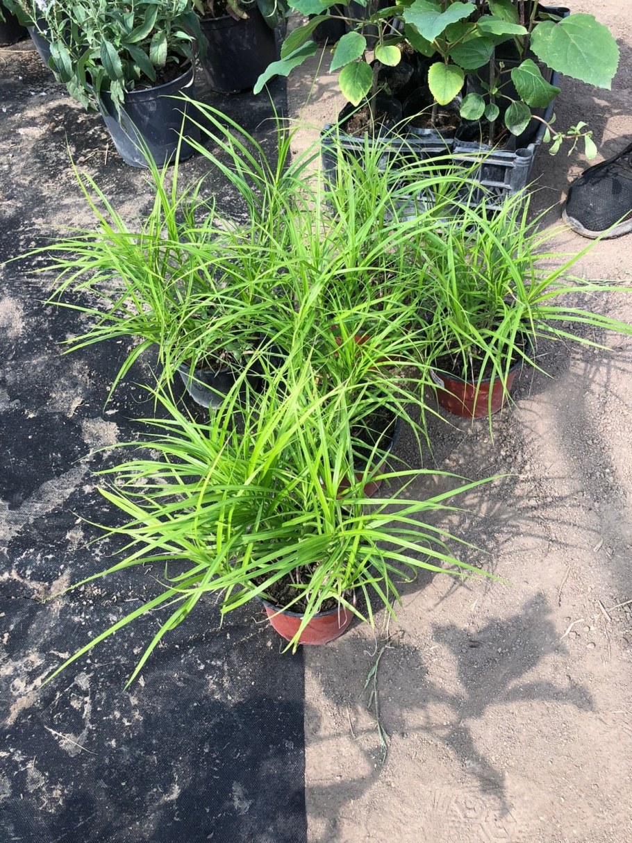 Осока пальмолистная (злак)