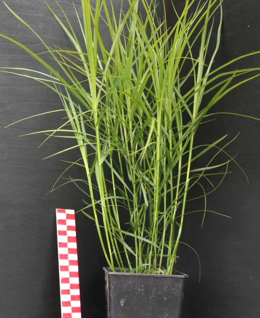 Осока пальмолистная little Midge