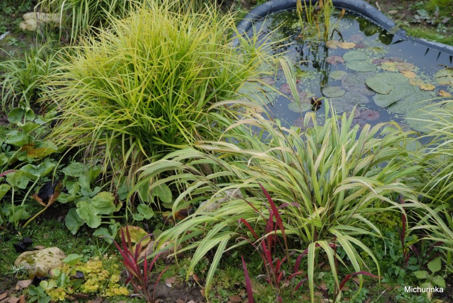 Осока гигрофит