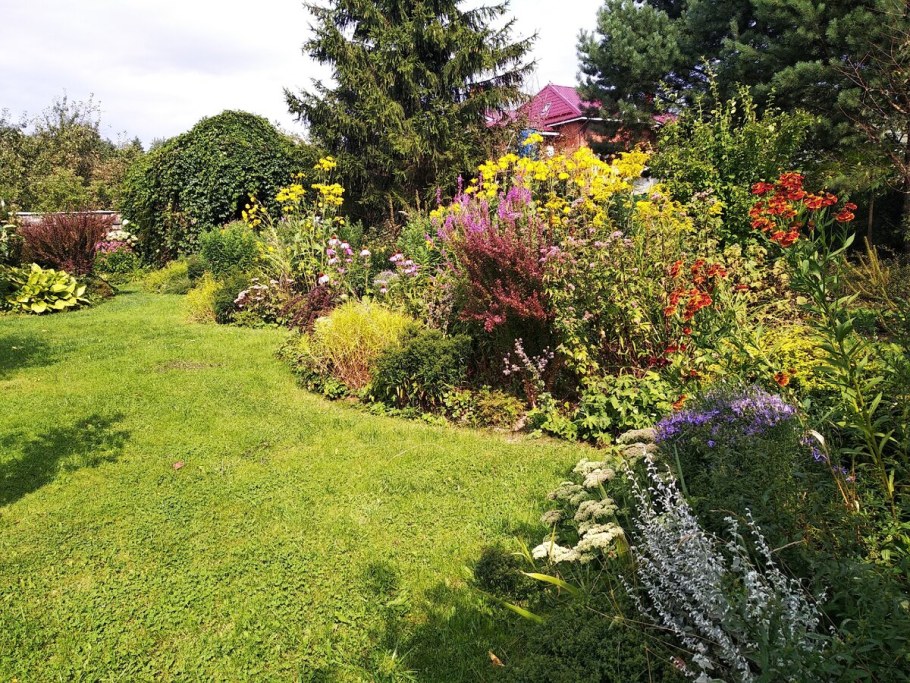 Золотистая Осока пальмолистная