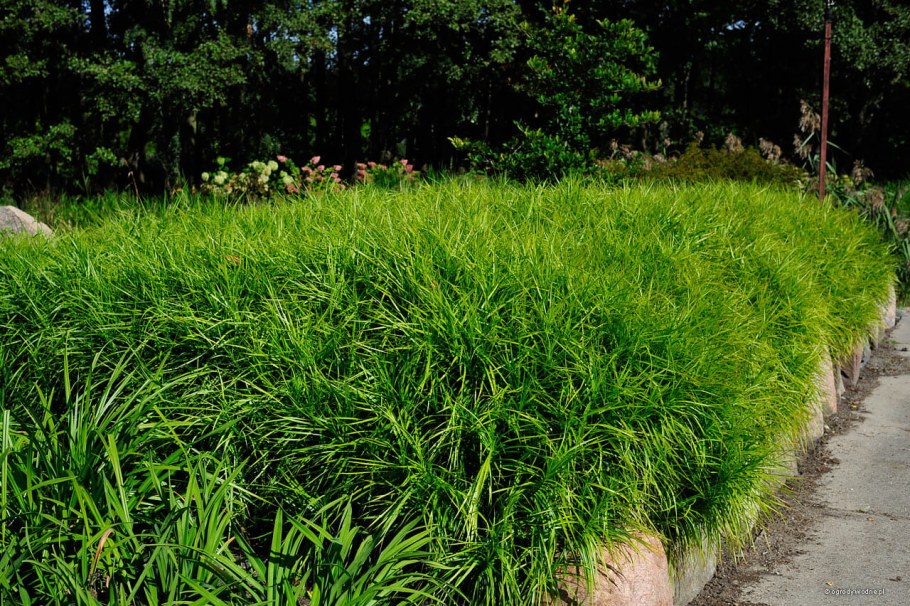 Осока пальмолистная Carex muskingumensis