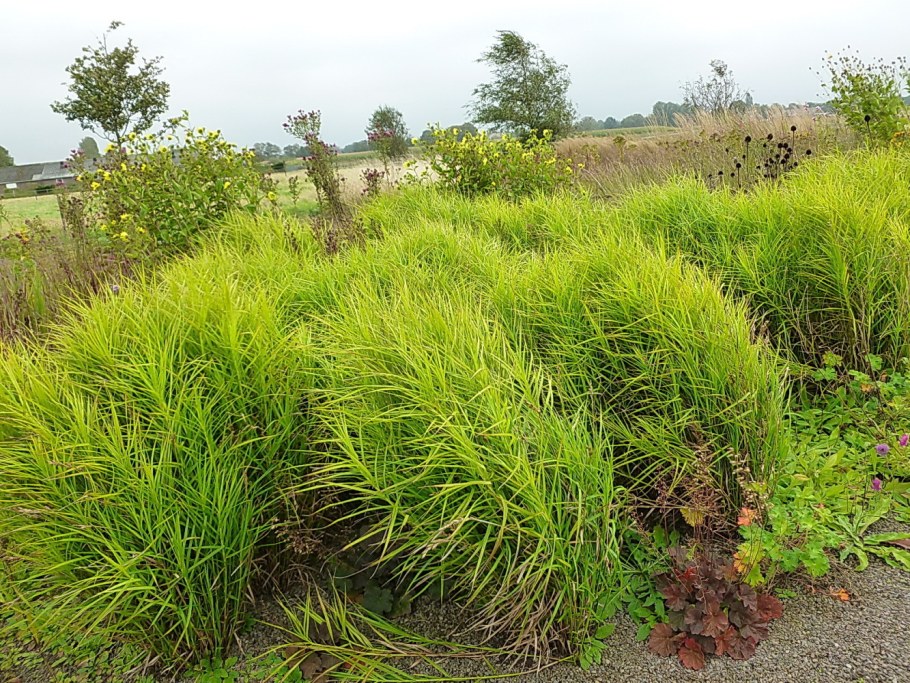 Осока пальмолистная