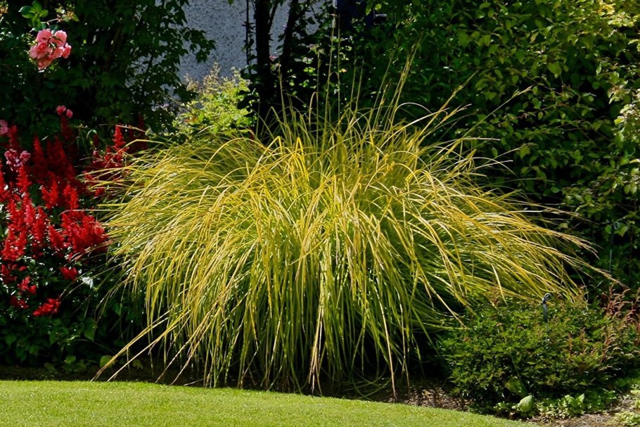 Осока высокая (Carex elata) "Aurea"