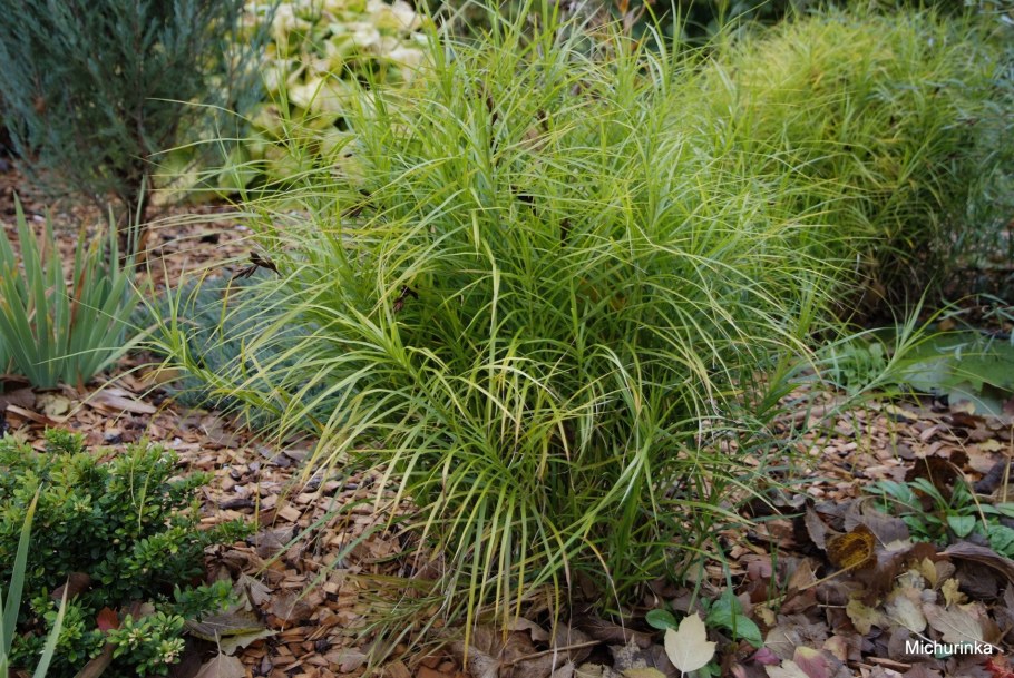 Осока пальмолистная