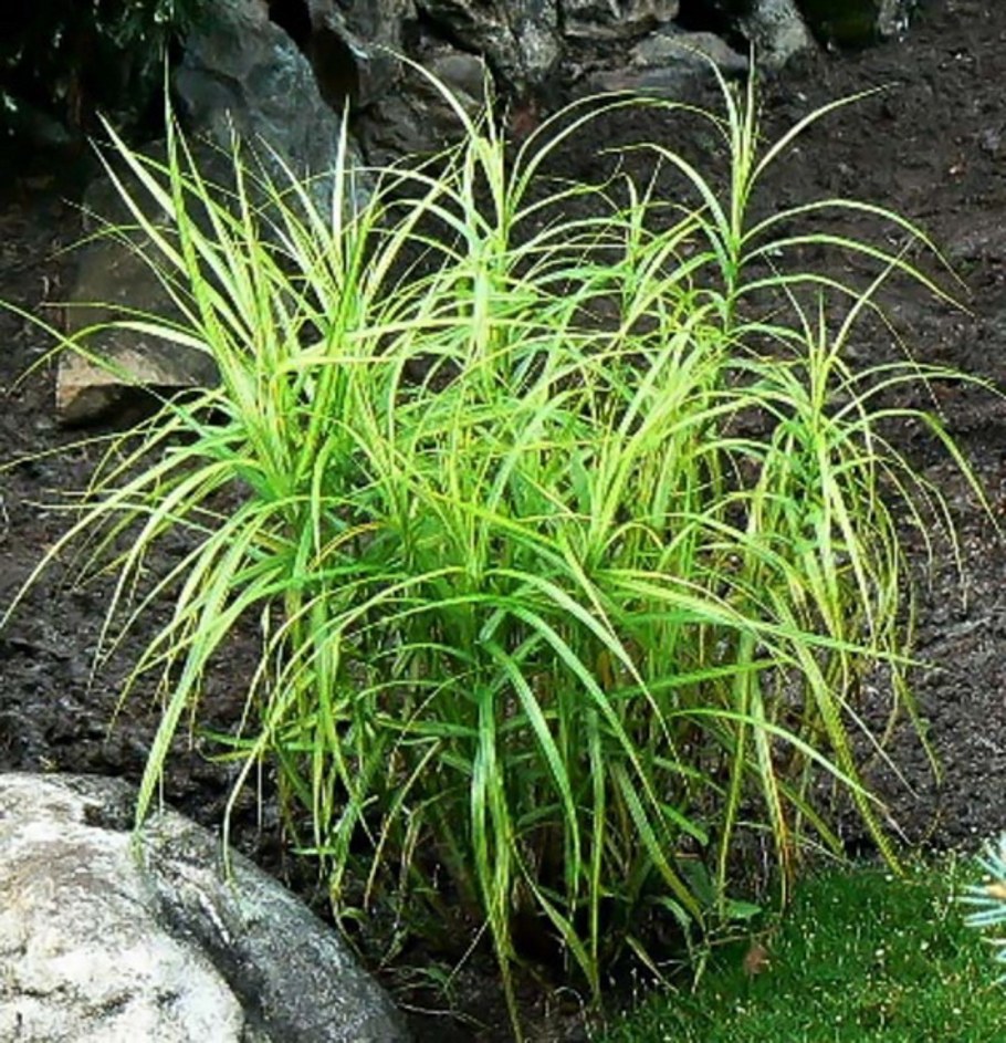 Осока пальмолистная Carex muskingumensis
