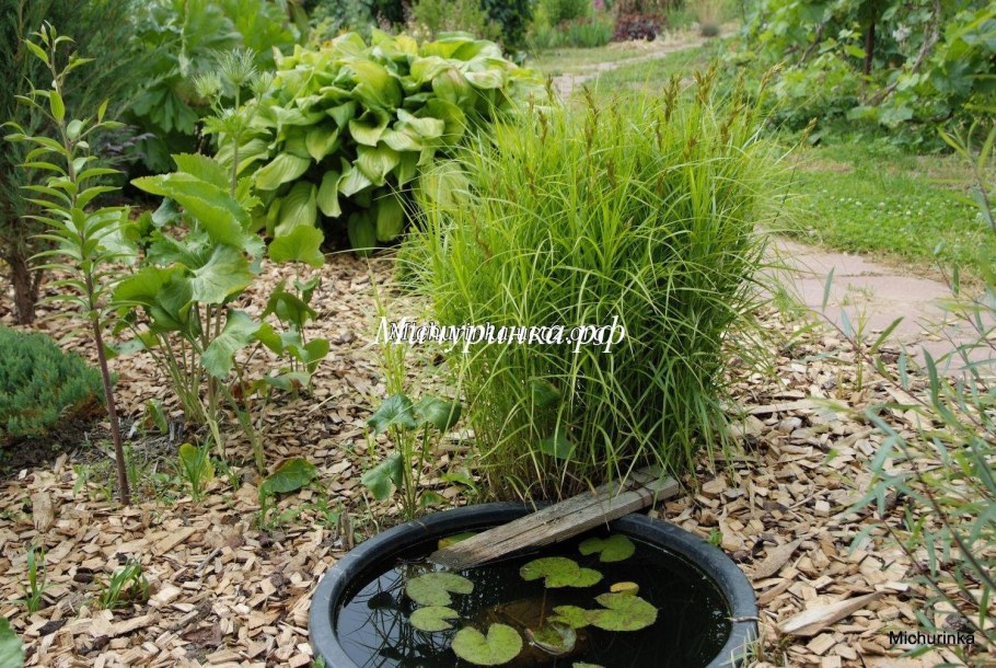 Осока пальмолистная в ландшафтном