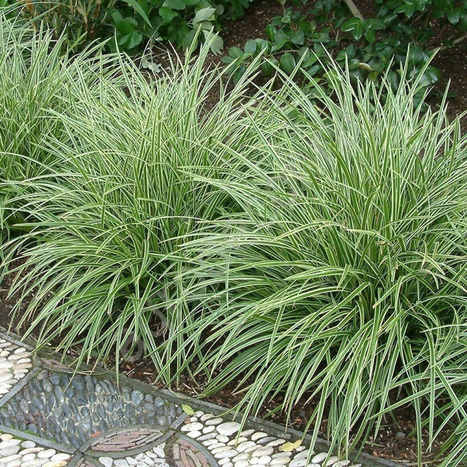 Осока Морроу Вариегата