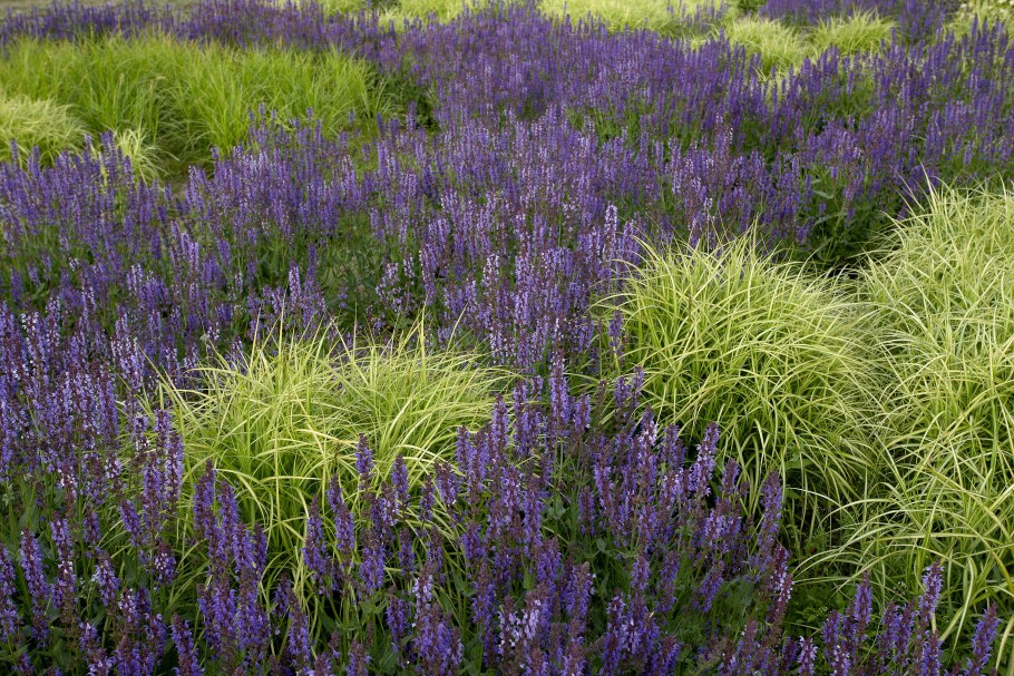 Шалфей Дубравный котовник Вейник