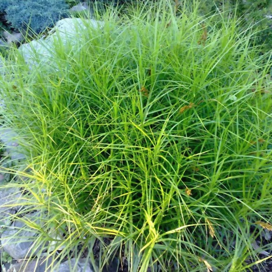 Осока пальмолистная