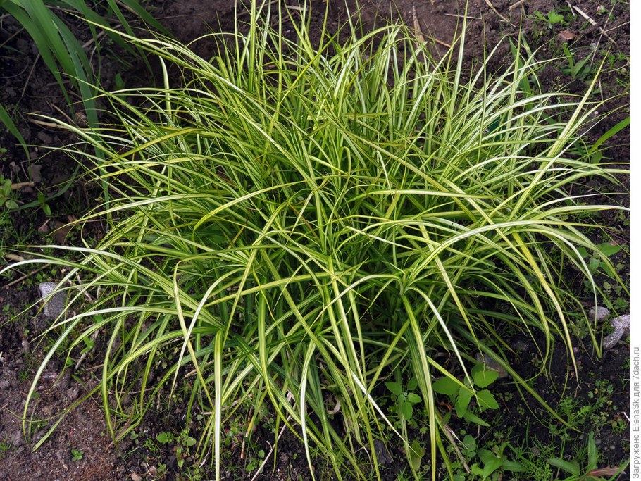 Осока пальмовидная