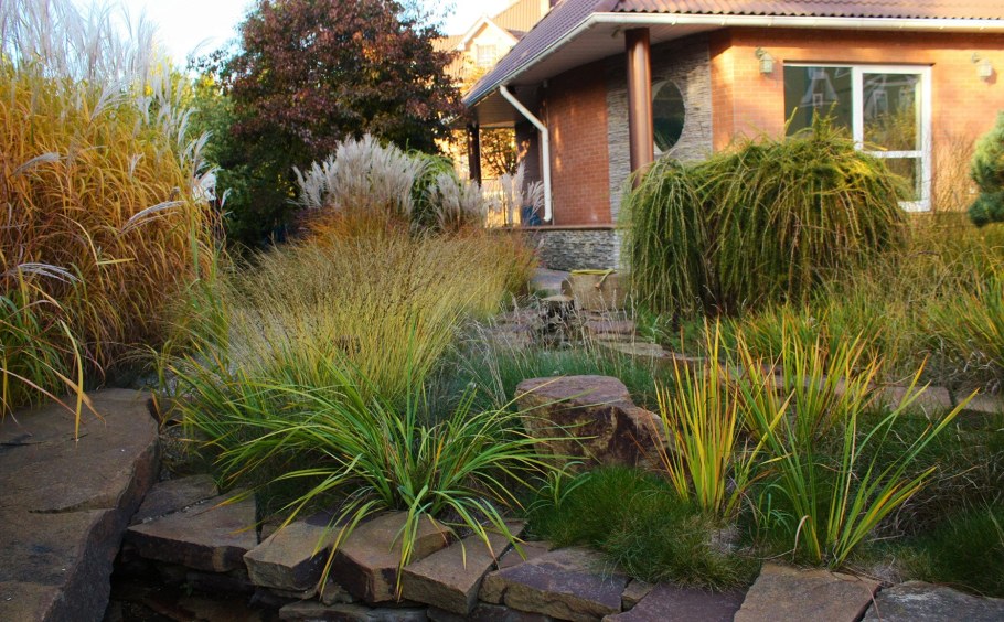 Осака пальмолистная в ландшафтном дизайне