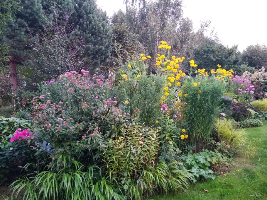 Осока пальмолистная Carex muskingumensis