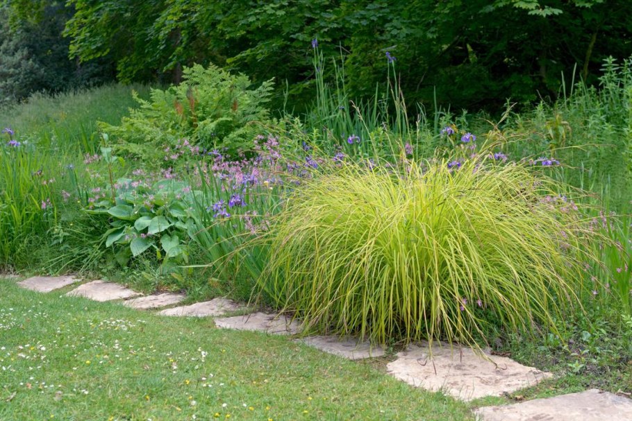 Осока Элата Ауреа