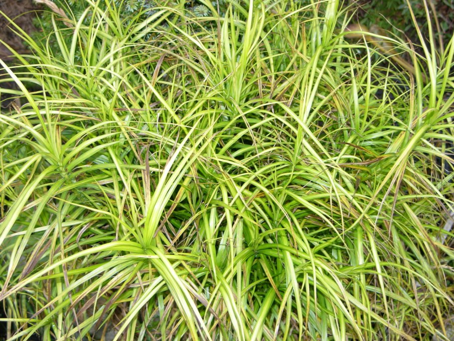 Осока пальмолистная Вариегата