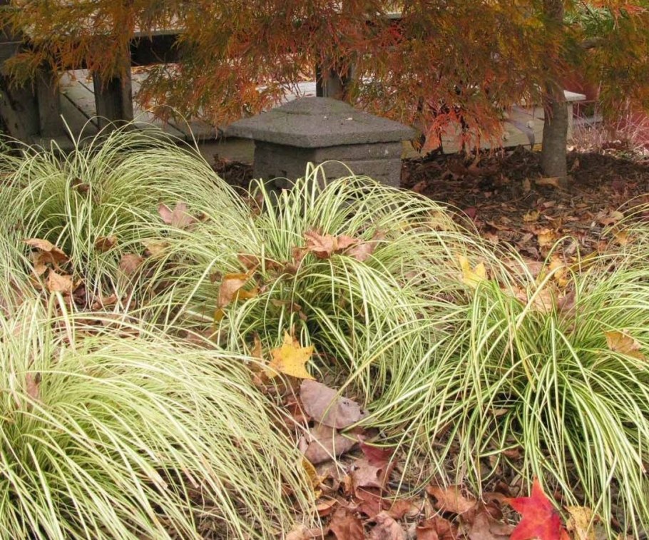 Осока Carex oshimensis Evergold