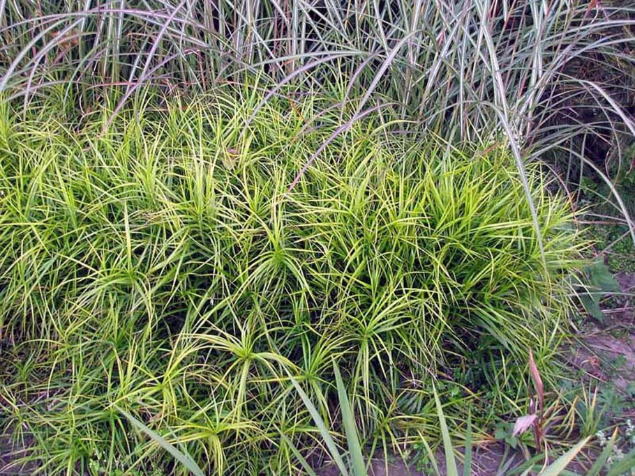 Осока пальмолистная