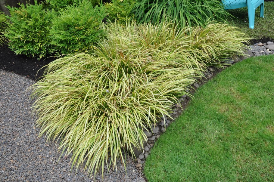 Осока пальмолистная