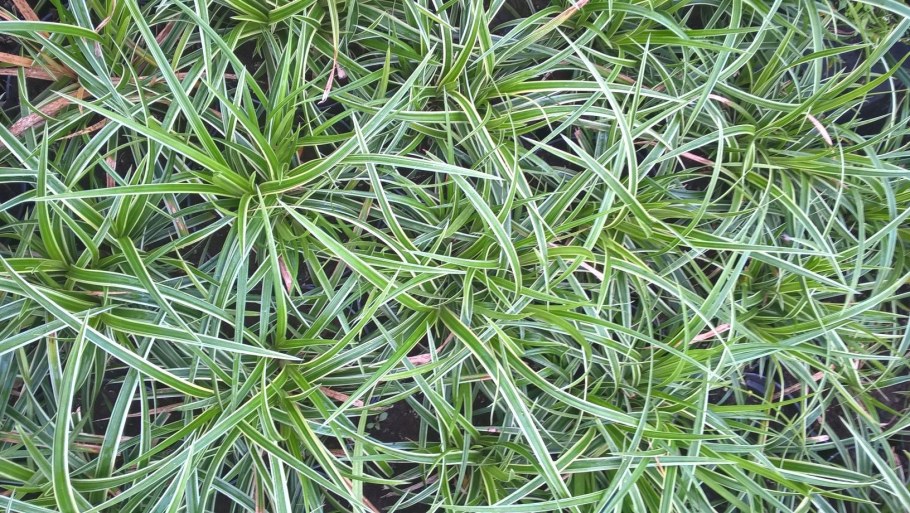 Осока птиценожковая Вариегата