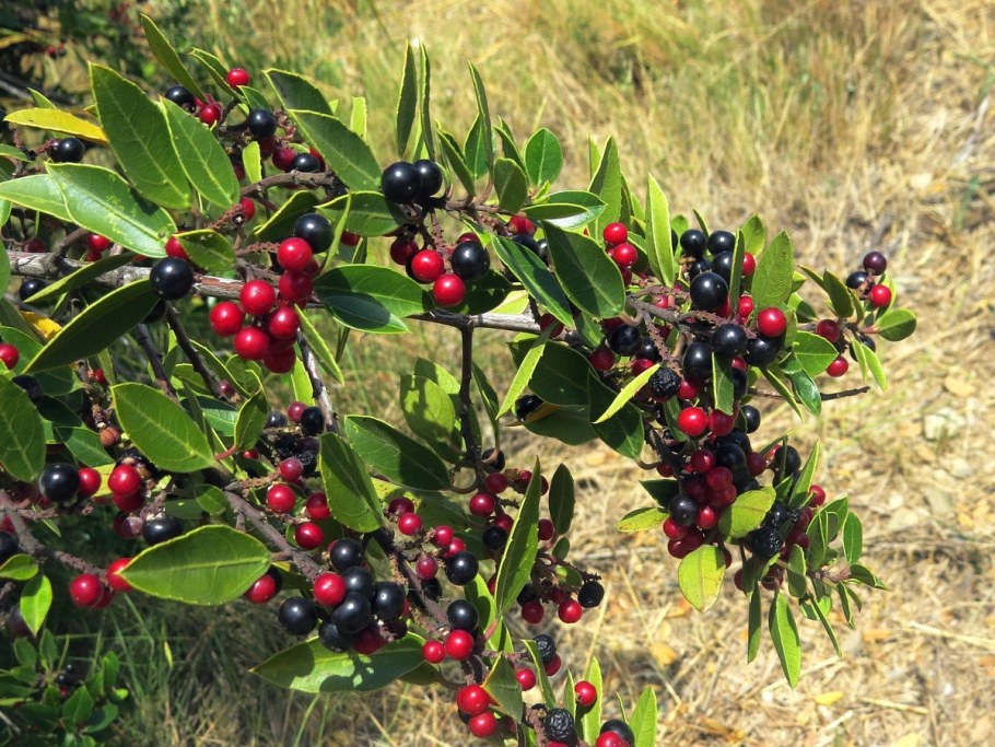 Жостер вечнозелёный (Rhamnus alaternus)
