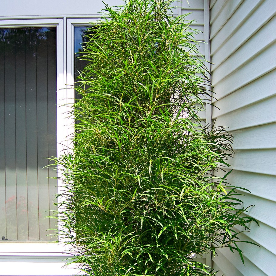 Крушина ломкая Фастигиата