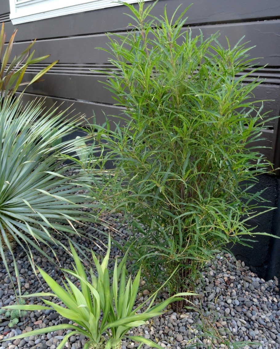 Крушина Фастигиата (Рон Вильямс)