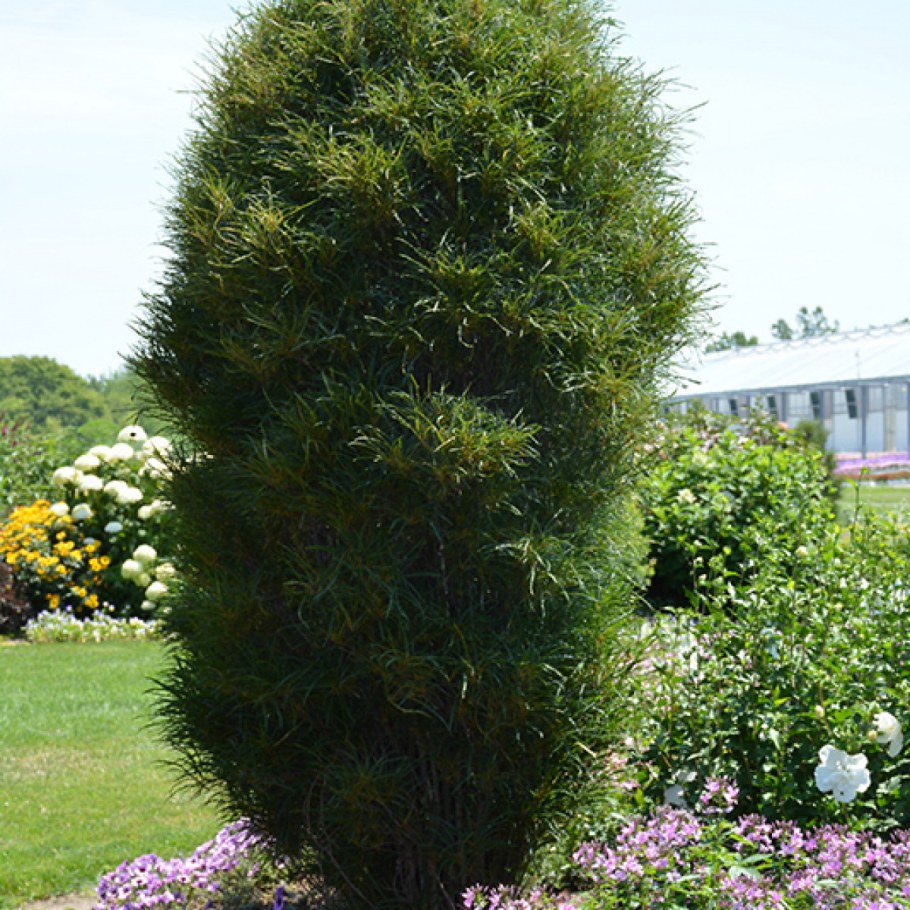 Крушина ломкая Fine line