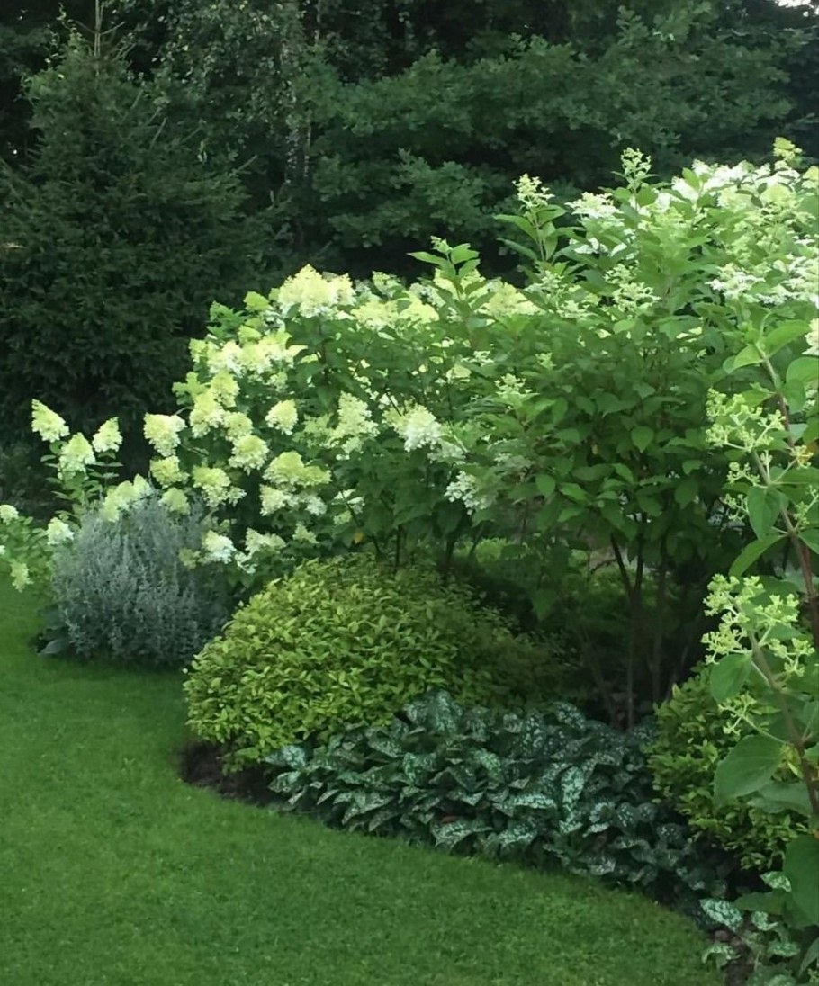 Дерен пузыреплодник Барбарис гортензия