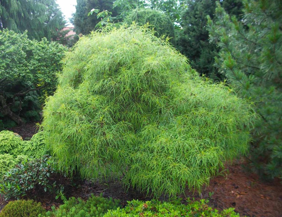 Крушина ломкая Asplenifolia