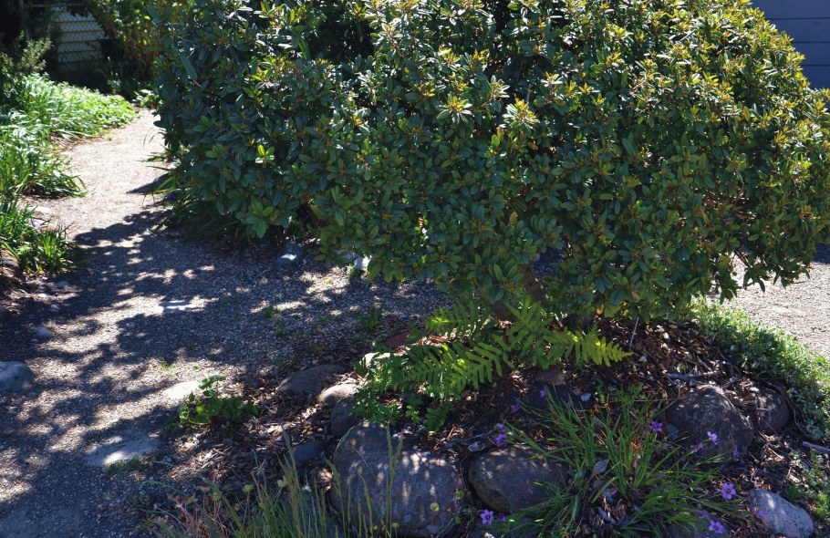 Крушина ломкая Аспленифолия