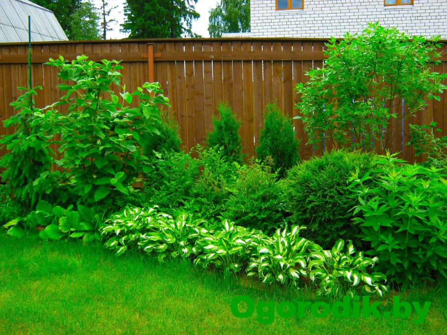 Дерен спирея Хоста