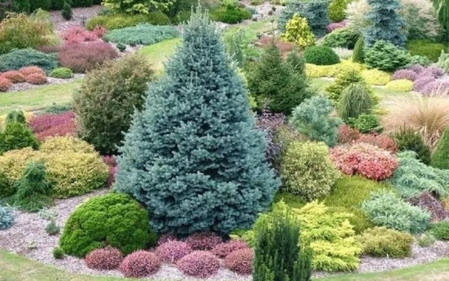 Ель канадская Сандерс Блю