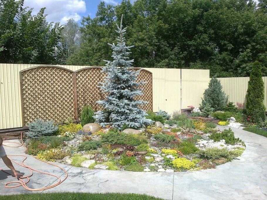 Голубая ель Хупси и туя Даника