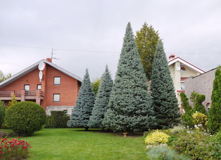 Ляпчев Владимир топиарное искусство