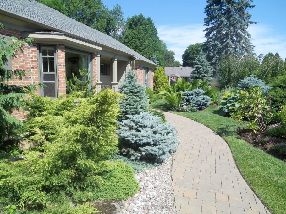 Можжевельник казацкий в миксбордере