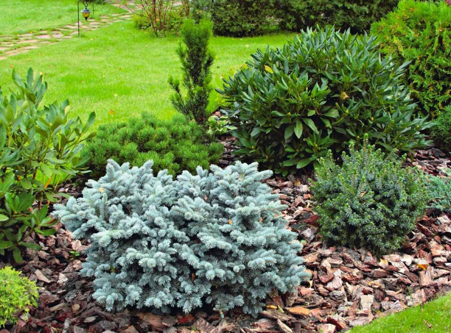 Туя Глаука Глобоза