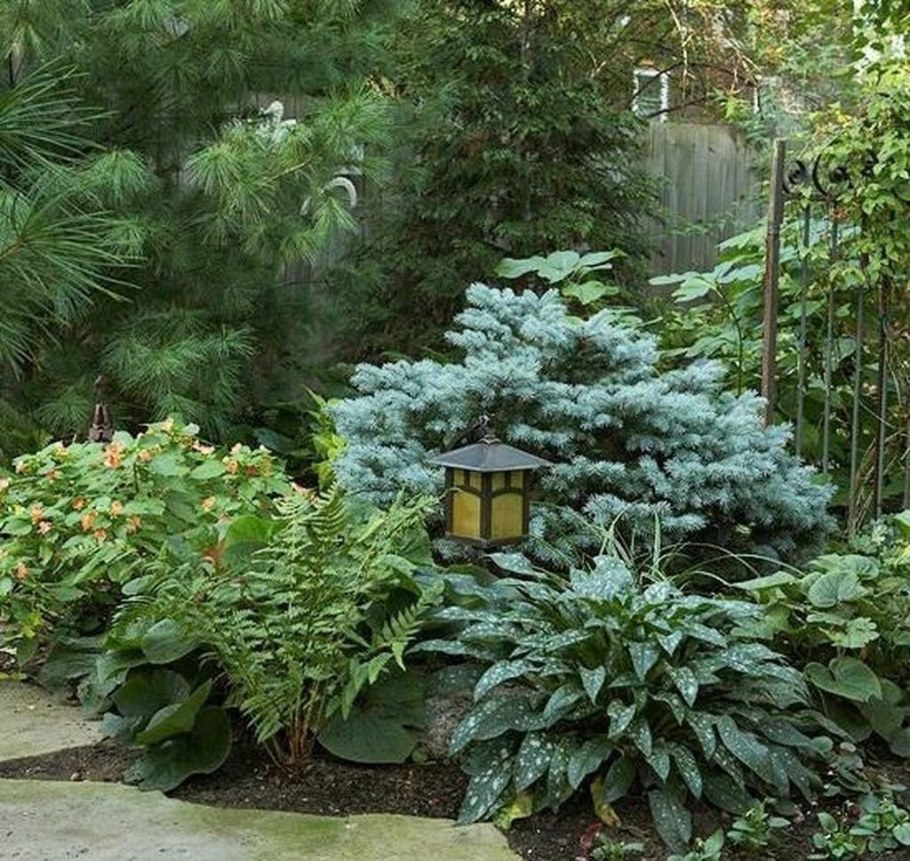 Миксбордер с голубой елью