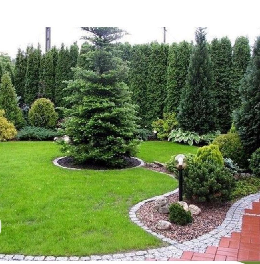 Ель обыкновенная Солитер